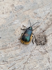 Monocesta ducalis