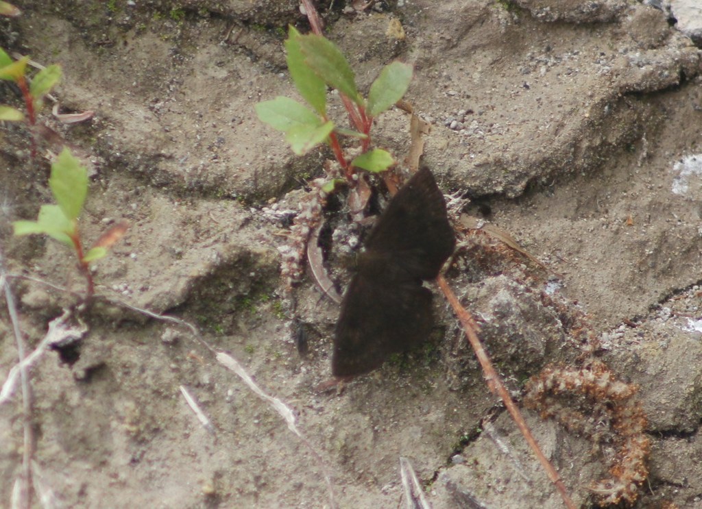 Ephora Tufted-Skipper
