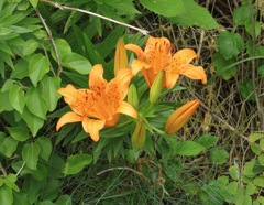 Lilium maculatum