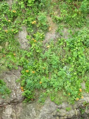 Lilium maculatum