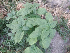 Amaranthus retroflexus
