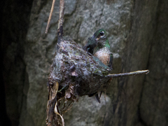 Sternoclyta cyanopectus