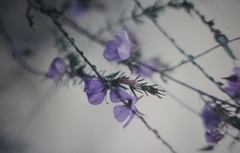 Platytheca galioides