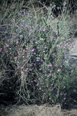 Platytheca galioides