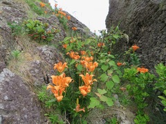Lilium maculatum