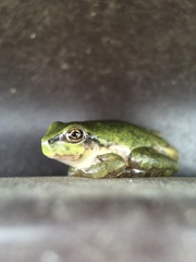 Hyla japonica