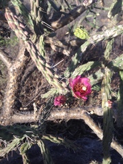 Cylindropuntia imbricata