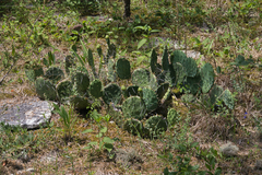 Opuntia cespitosa