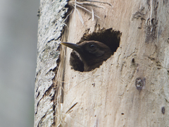 Dendrocincla fuliginosa