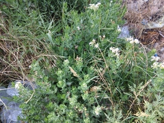 Tournefortia sibirica