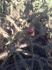 Cylindropuntia imbricata
