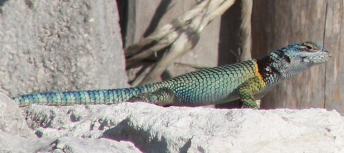 Southern Crevice Spiny Lizard