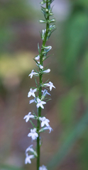 Lobelia spicata