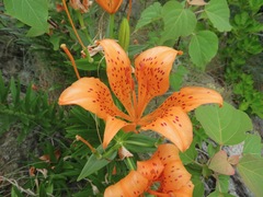 Lilium maculatum