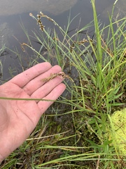 Carex cusickii