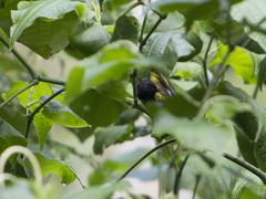 Spinus xanthogastrus