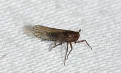 Pareuidella