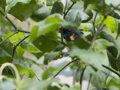 Spinus xanthogastrus