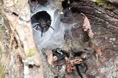 Acanthogonatus pissii