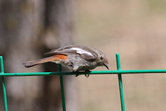 Phoenicurus schisticeps