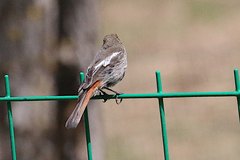 Phoenicurus schisticeps