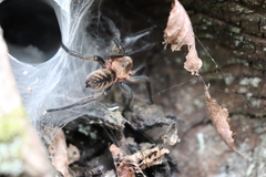 Acanthogonatus pissii