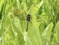 Leucorrhinia intacta