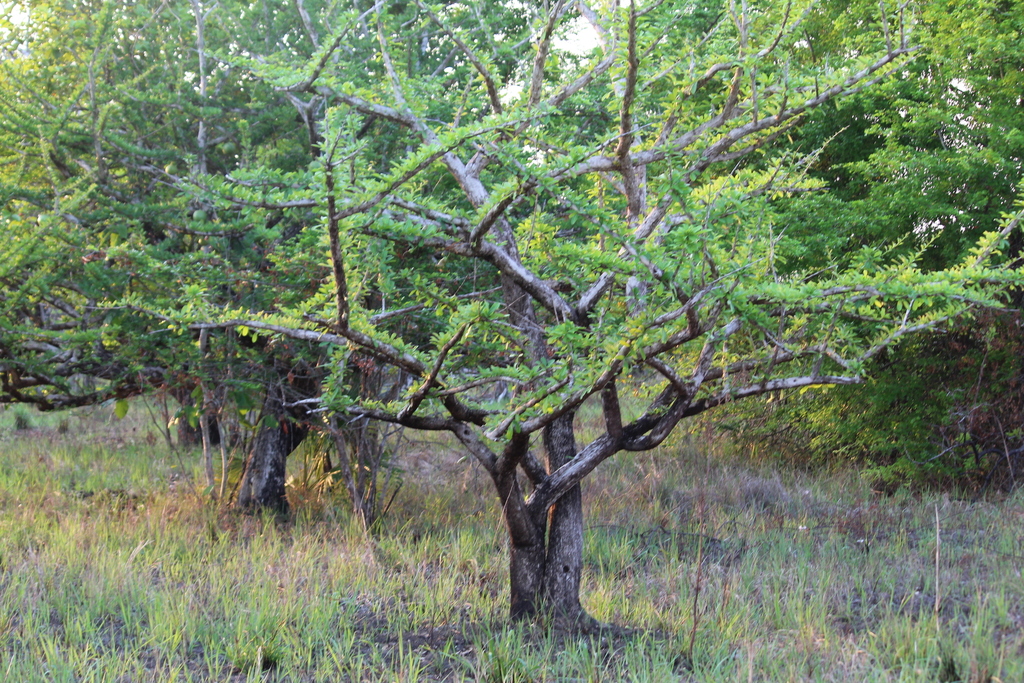 Crescentia cujete, Municipio de Carmen, Camp., México
