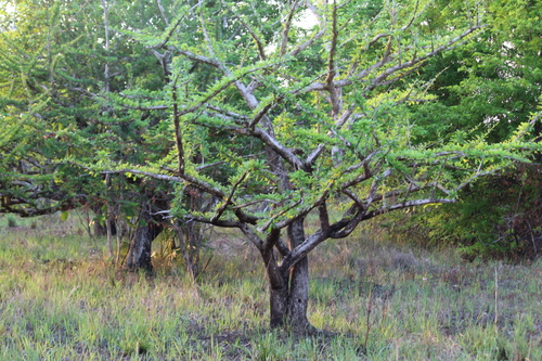 common calabash tree (Crescentia cujete)