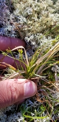 Carex deflexa