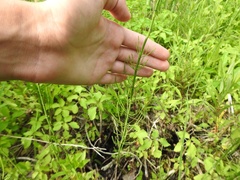 Equisetum sylvaticum