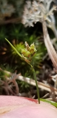 Carex deflexa