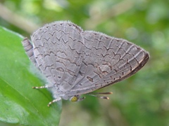 Spalgis epius dilama