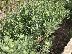 Mertensia oblongifolia