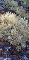 Cladonia amaurocraea