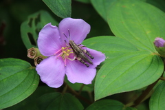 Traulia ornata okinawaensis