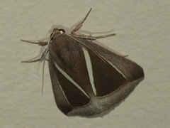 Chalciope alcyona