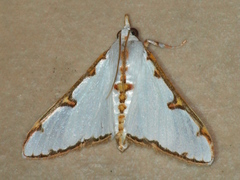 Cirrhochrista aetherialis