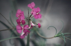 Stylidium scandens