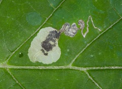 Aspilanta hydrangaeella