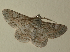 Cleora tenebrata