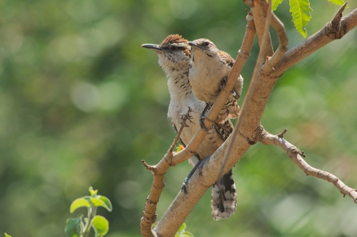 Russet-naped Wren (Campylorhynchus humilis), photo 10