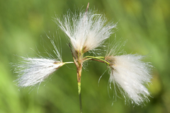 Green-keeled Cotton Grass (Eriophorum viridicarinatum)
