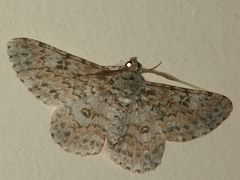 Cleora tenebrata