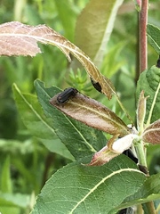 Cantharis tuberculata