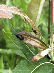 Cantharis tuberculata