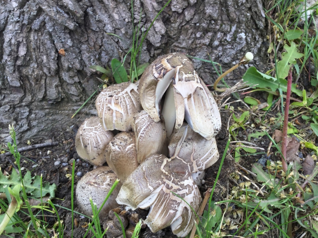 Clustered gray common ink caps beside a tree as their gills darken