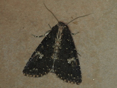 Condica dolorosa