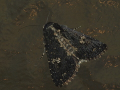Condica dolorosa
