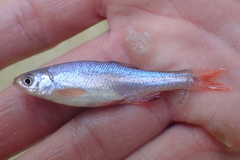 Lythrurus umbratilis